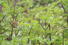 Bryophyllum pinnatum